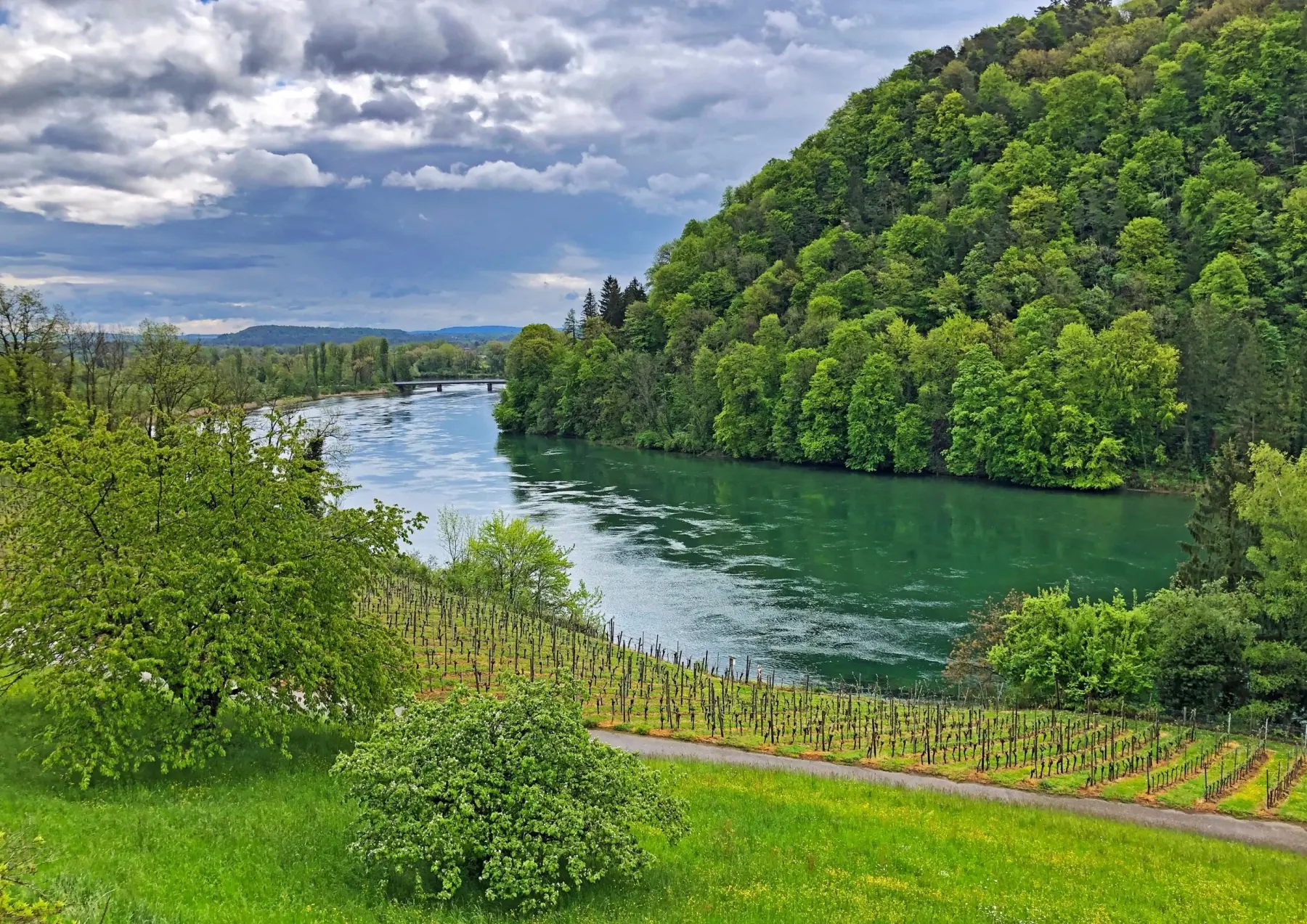 Der Rhein bei Buchberg mit Rebbergen